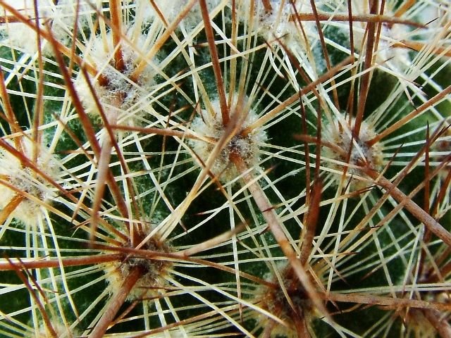 Parodia_ stuemeri _03